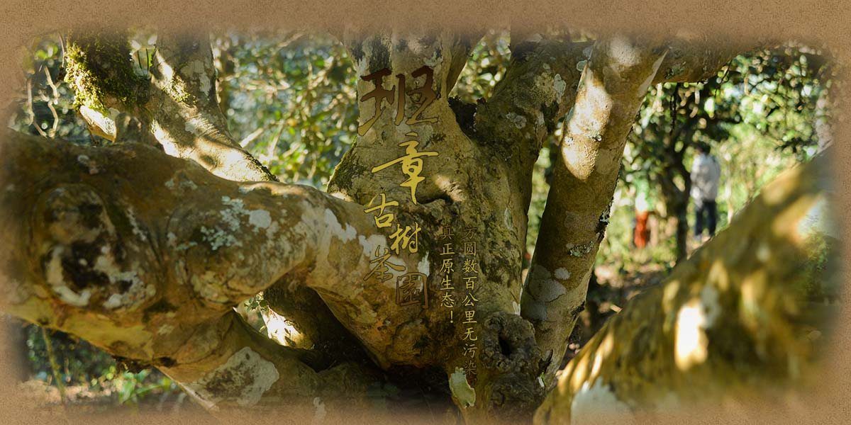為什麼大樹茶古樹茶的內含物質與口感更具層次感？