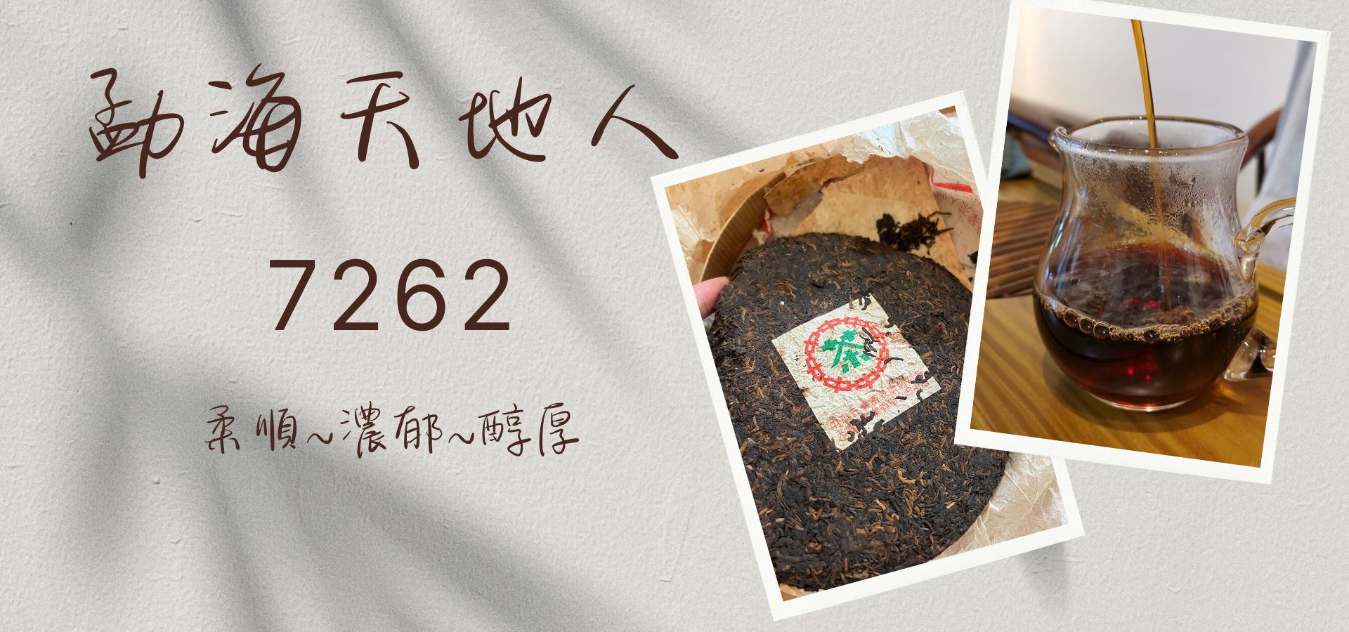 勐海熟茶餅